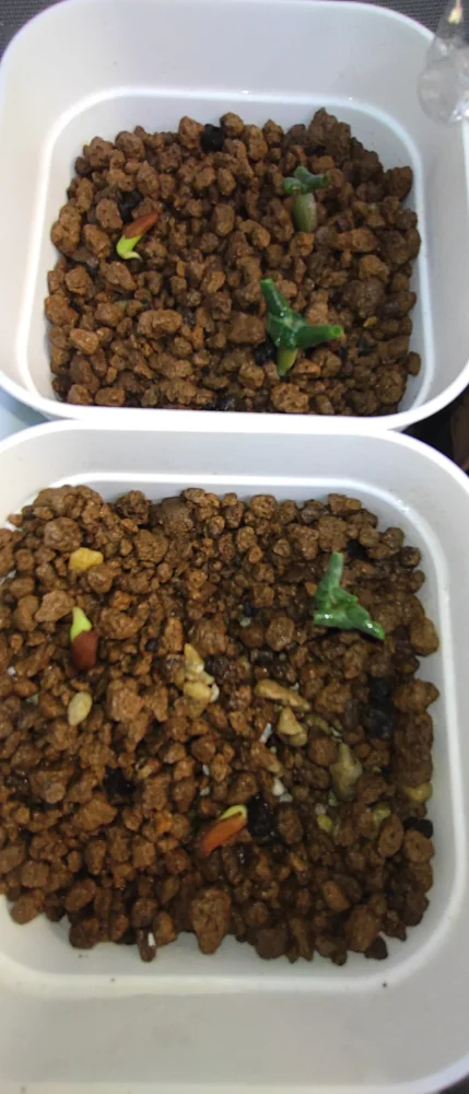 アデニウム DHA SILA Adenium DHA SILA｜レア品種 塊根植物 発芽しやすい